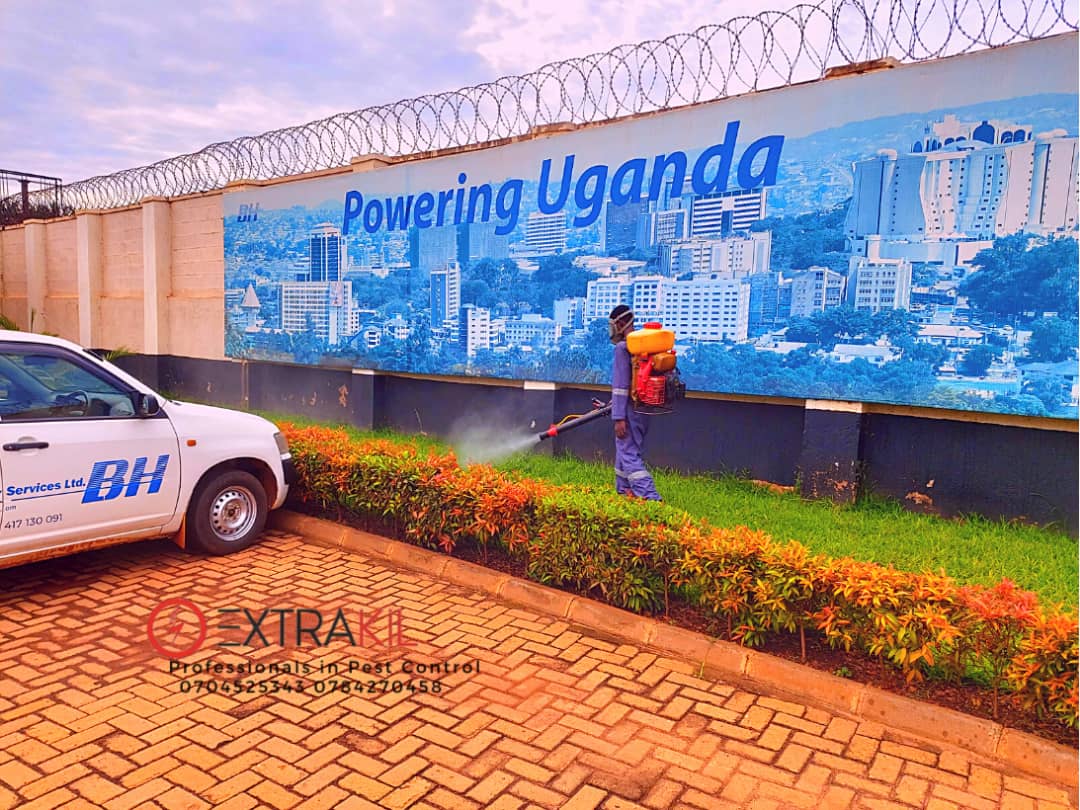 Pest Control in Uganda: A Comprehensive Guide