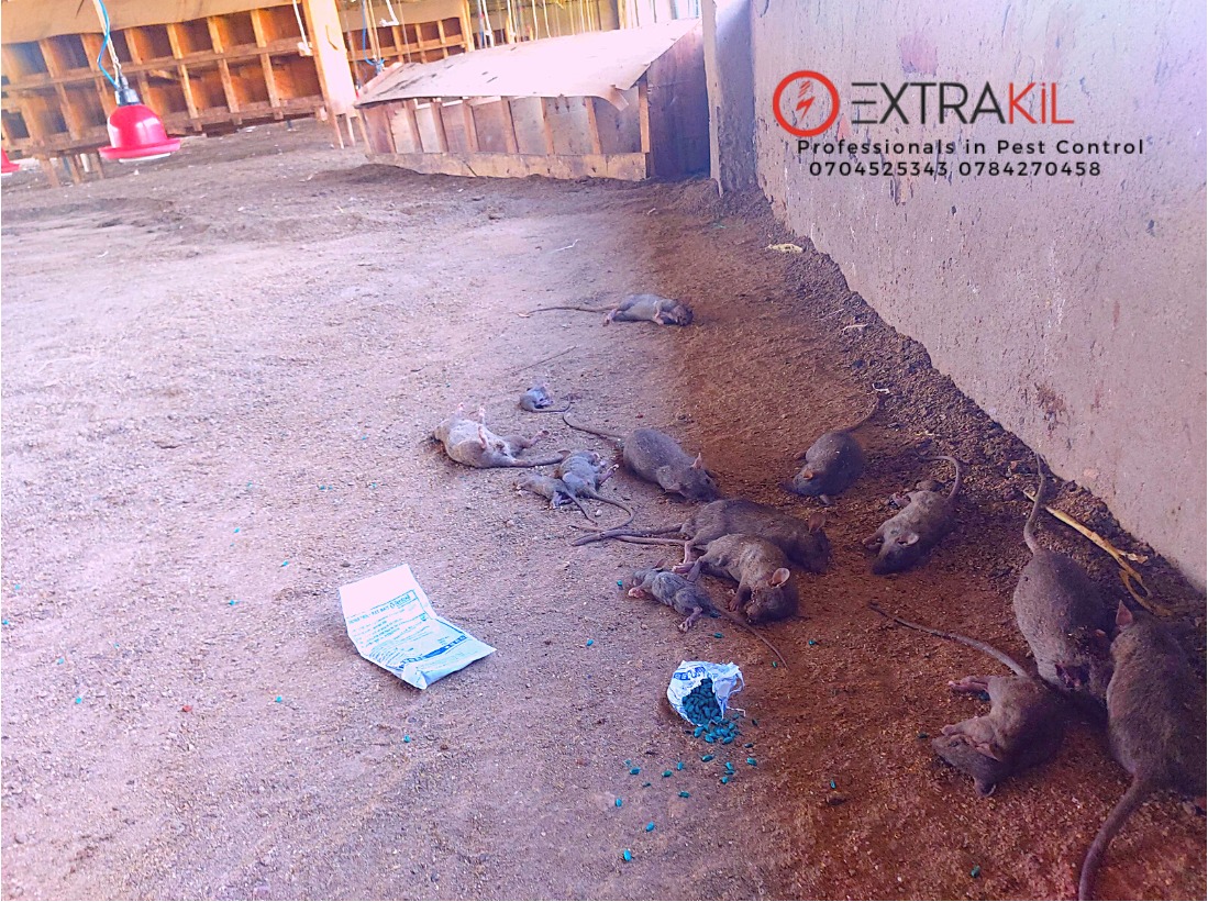 Keeping the Vermin at Bay: Extrakil Uganda’s Expert Pest Control Tips