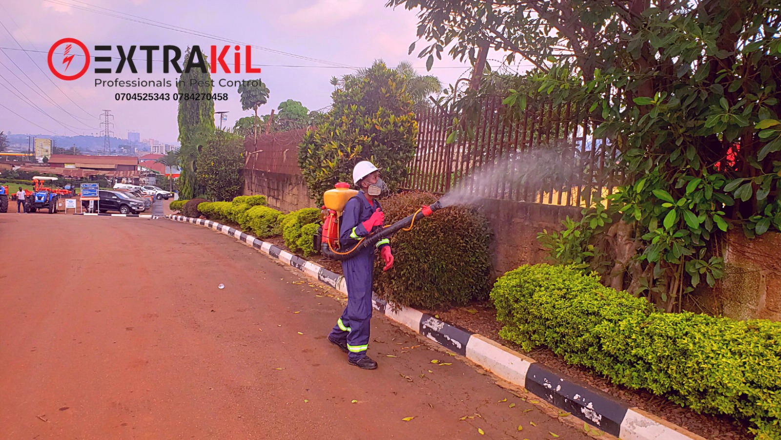 Effective Pest Control Solutions for Sugar Ants in Kampala, Uganda