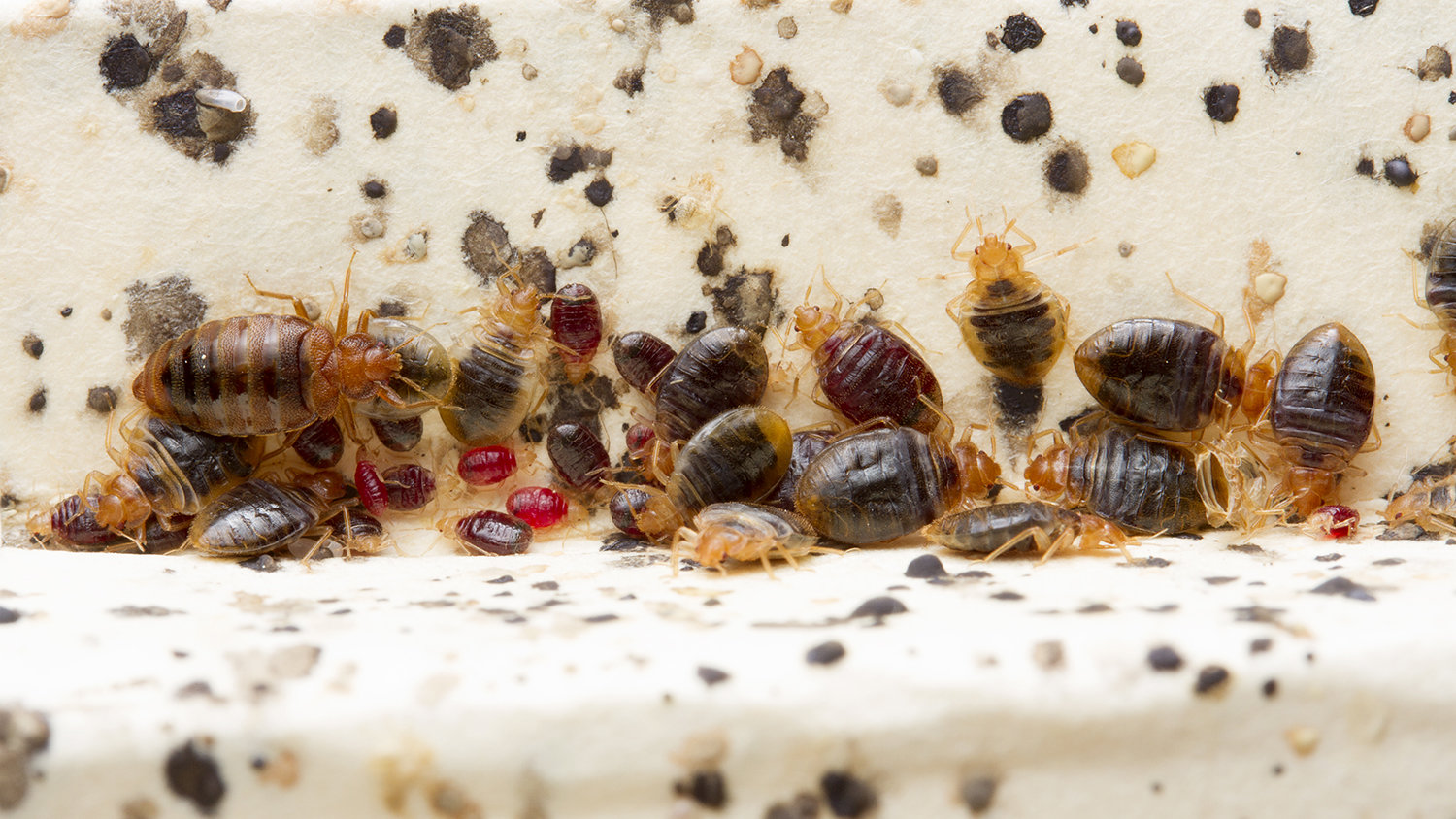 Winning the Battle Against Bed Bugs: Your Simple Guide to Effective Control