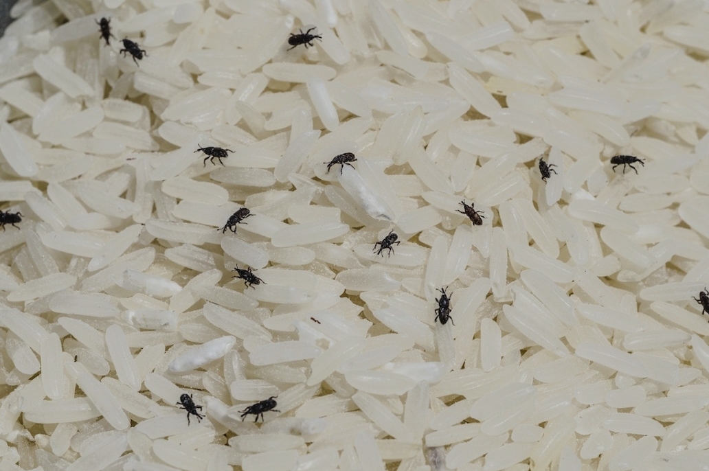 Pests in Food