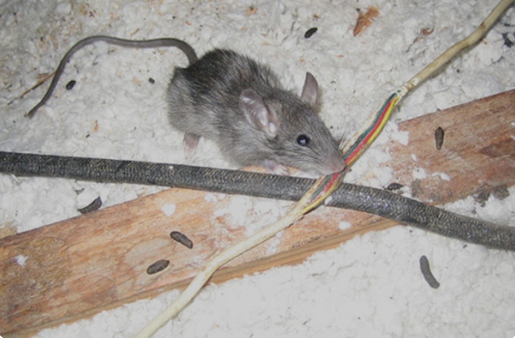 Rats